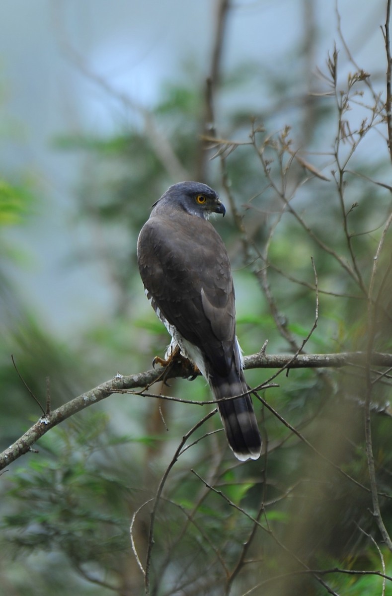 Crested Goshawk - ML643428447