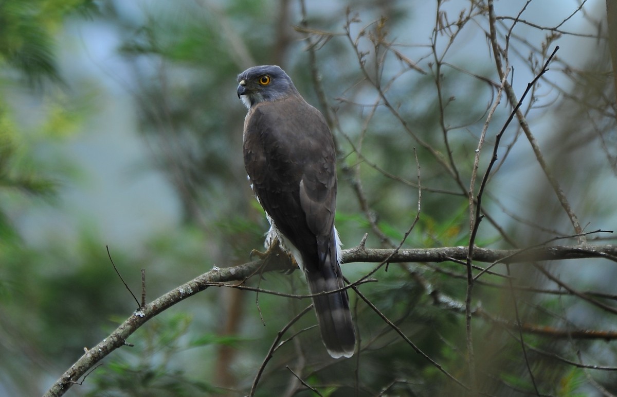 Crested Goshawk - ML643428448
