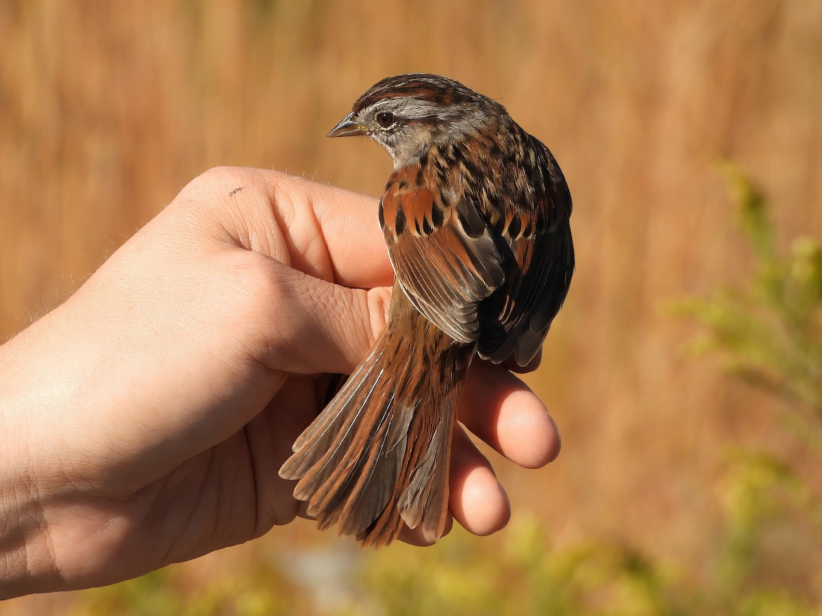 Swamp Sparrow - ML643428449