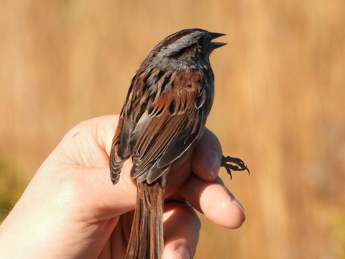 Swamp Sparrow - ML643428451