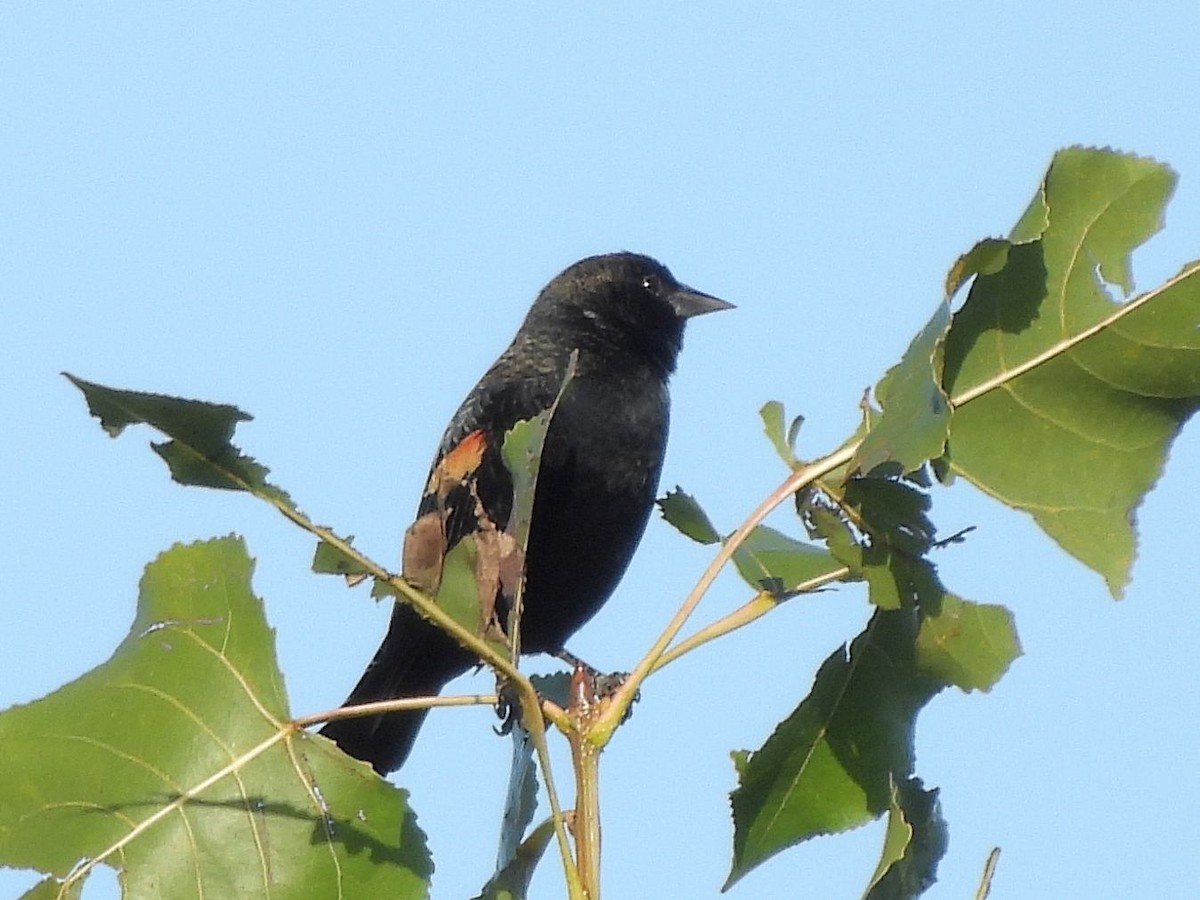 Red-winged Blackbird - ML643428452