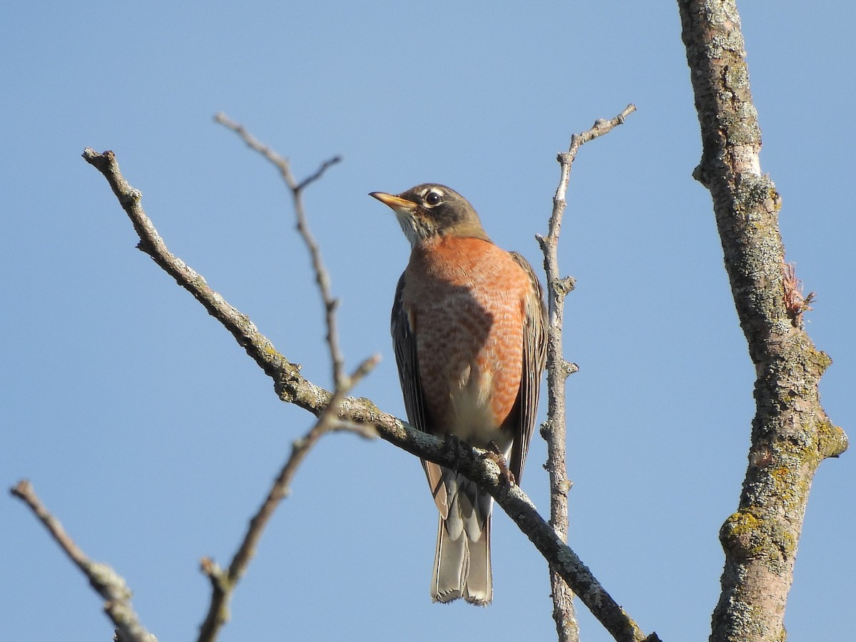 American Robin - ML643428468