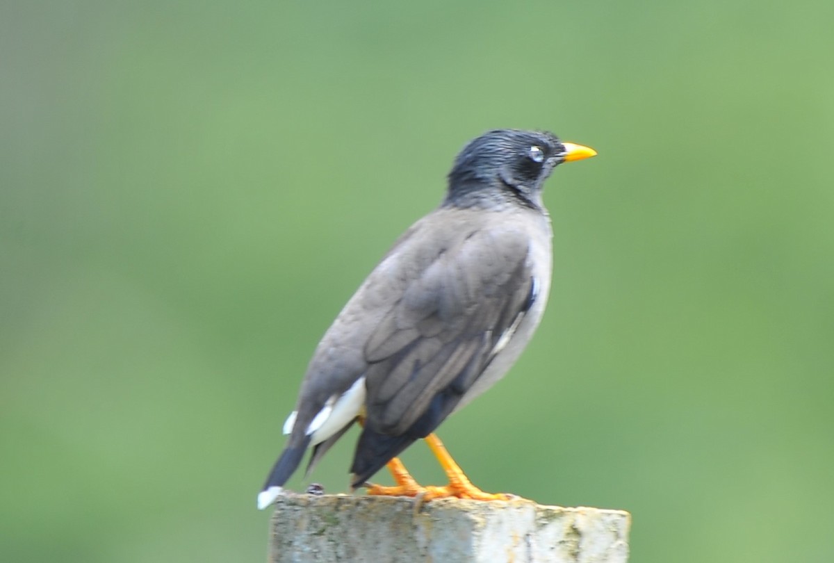 Jungle Myna - ML643428469