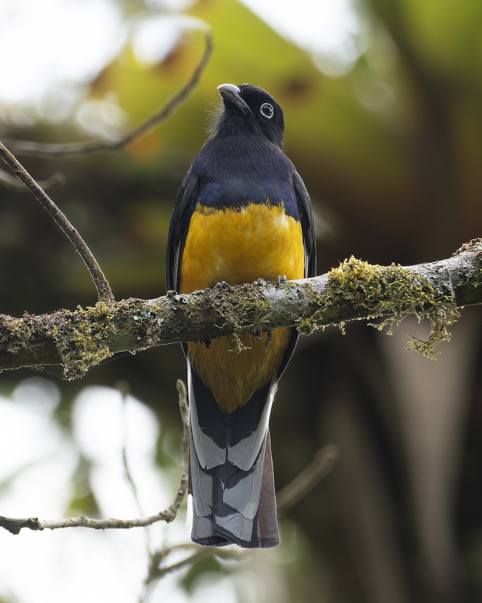 Green-backed Trogon - ML643428485
