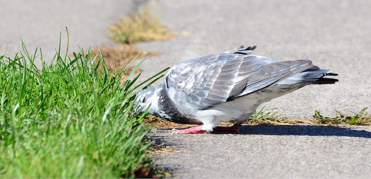 Rock Pigeon (Feral Pigeon) - ML643428512