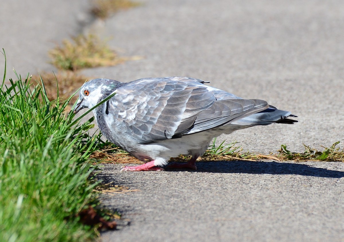Rock Pigeon (Feral Pigeon) - ML643428513