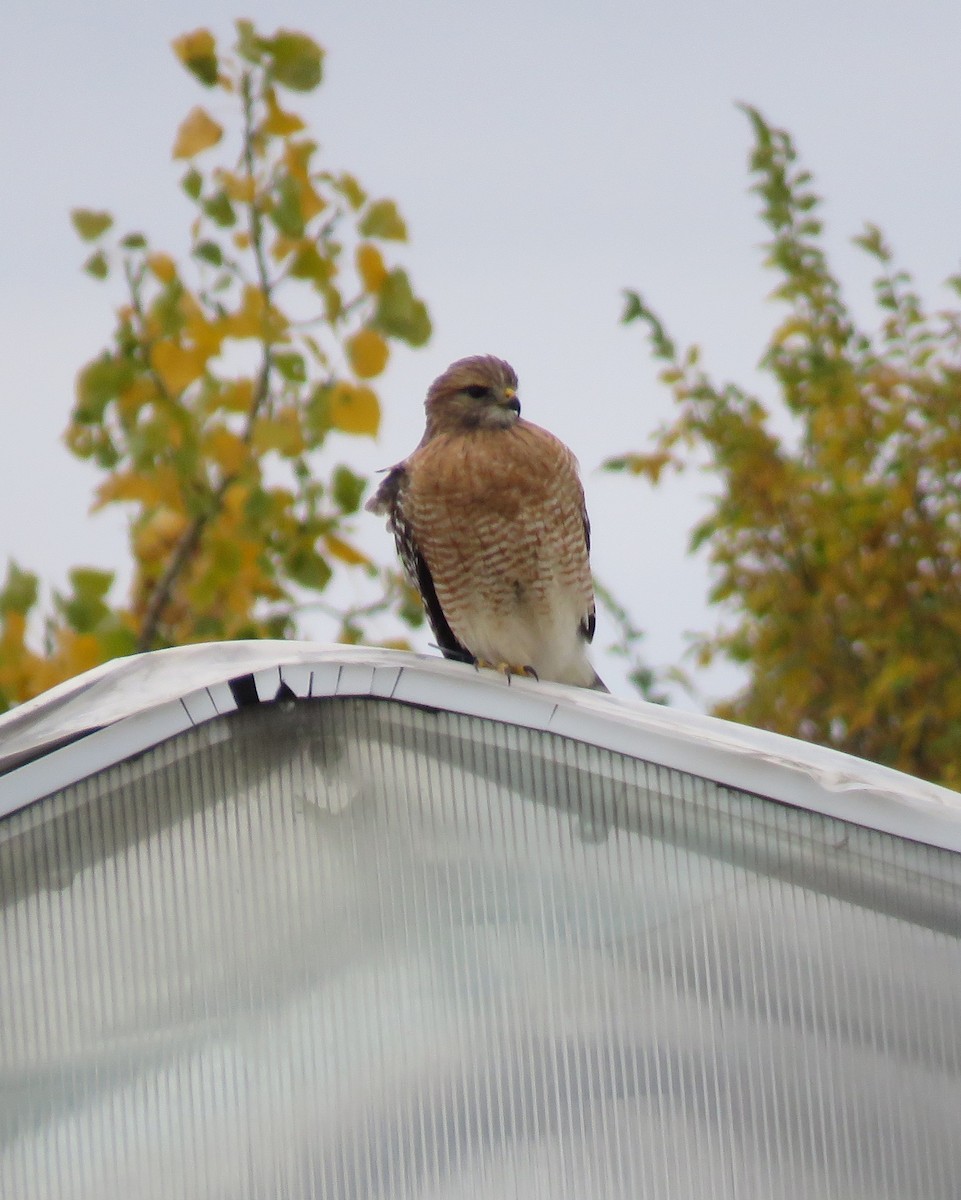 Red-shouldered Hawk - ML643428518
