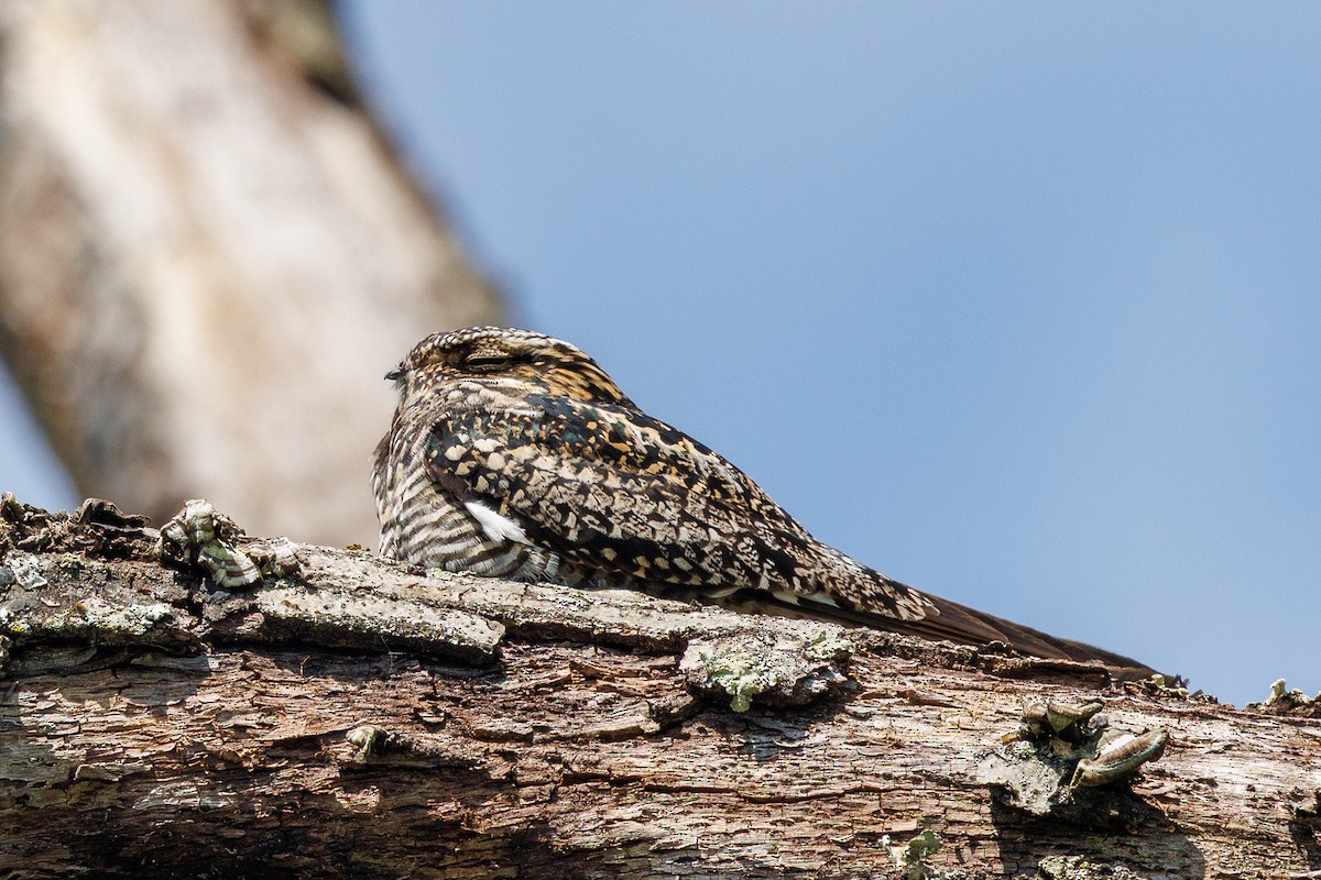 Common Nighthawk - ML643428528