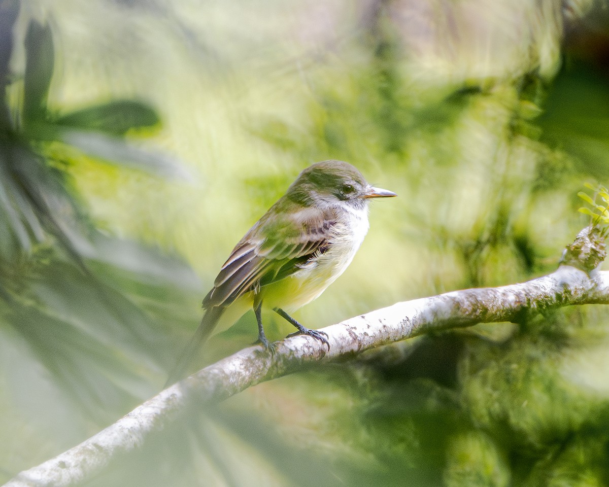 Panama Flycatcher - ML643428529
