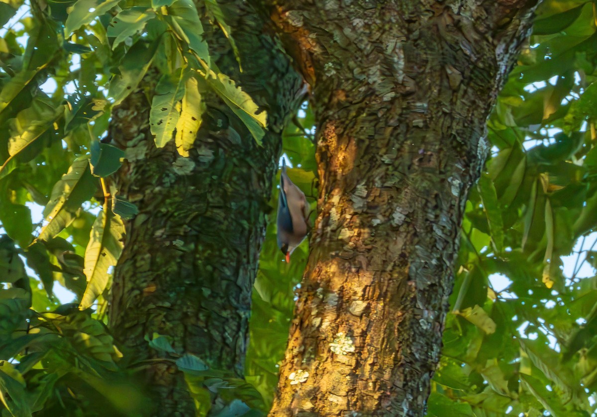 Velvet-fronted Nuthatch - ML643428539