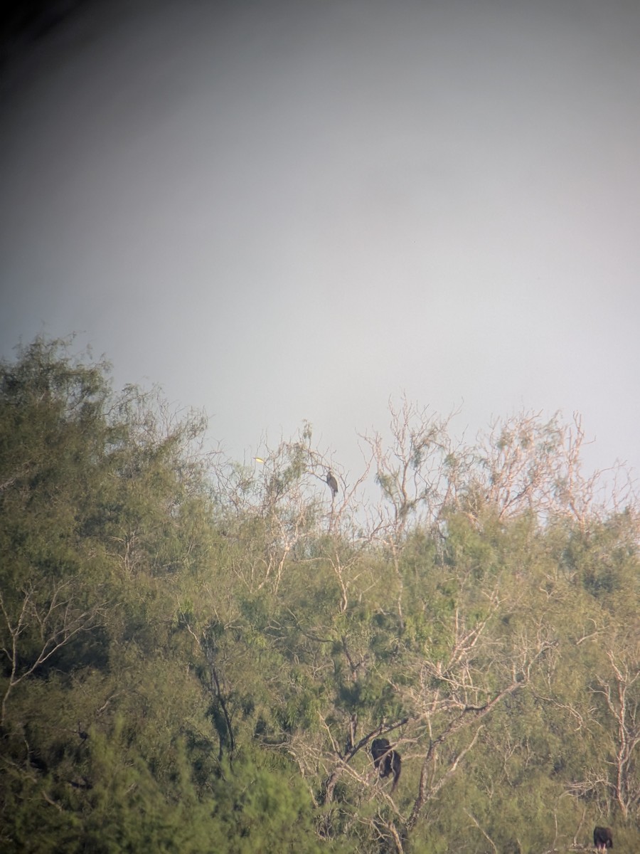 Hook-billed Kite - ML643428562