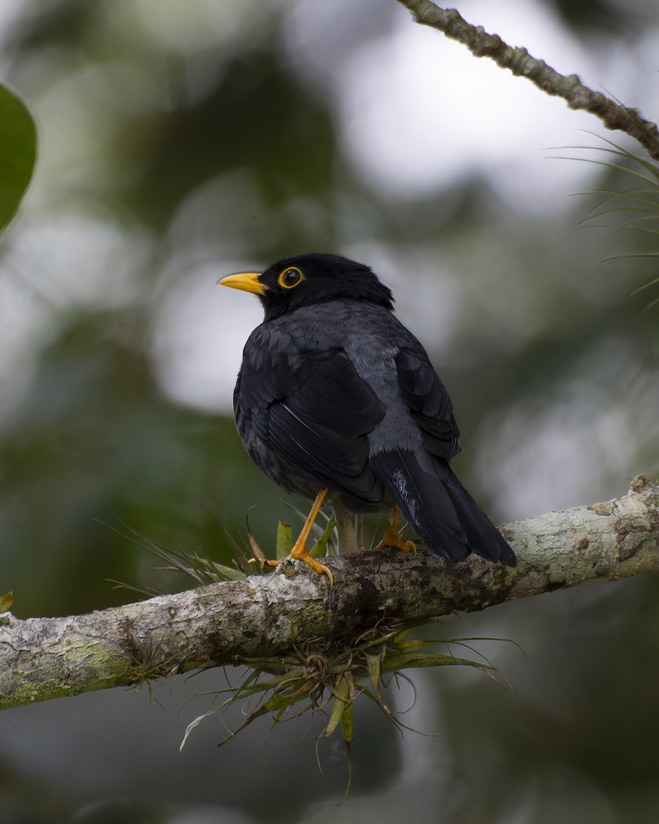 Yellow-legged Thrush - ML643428564