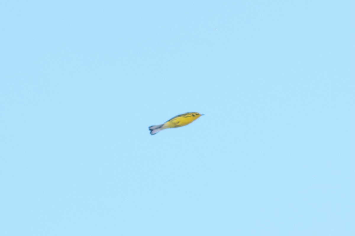 Prairie Warbler - ML643428580