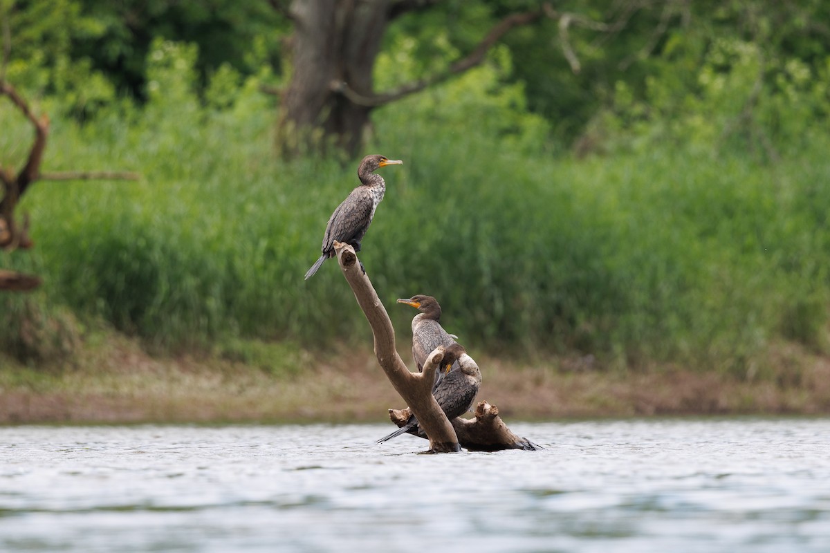 Double-crested Cormorant - ML643428594