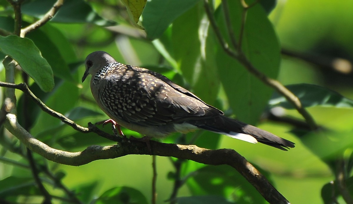 Spotted Dove - ML643428603