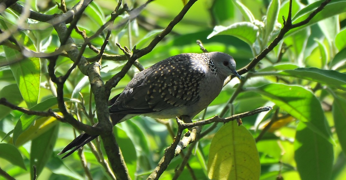 Spotted Dove - ML643428604