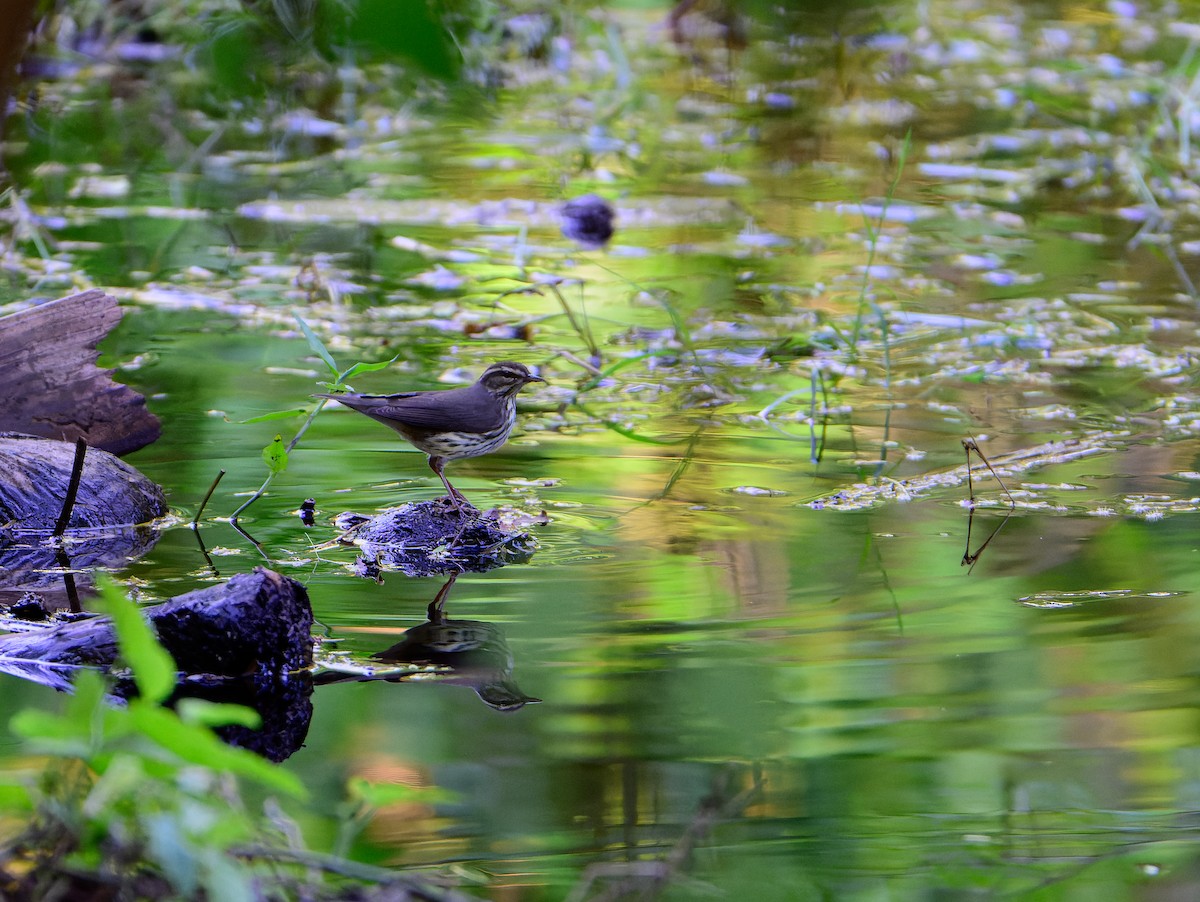 Northern Waterthrush - ML643428617