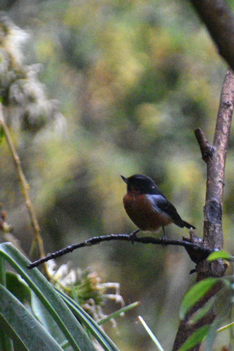 Black-throated Flowerpiercer - ML643428626