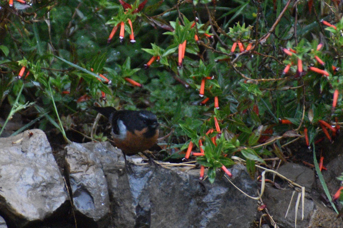 Black-throated Flowerpiercer - ML643428627