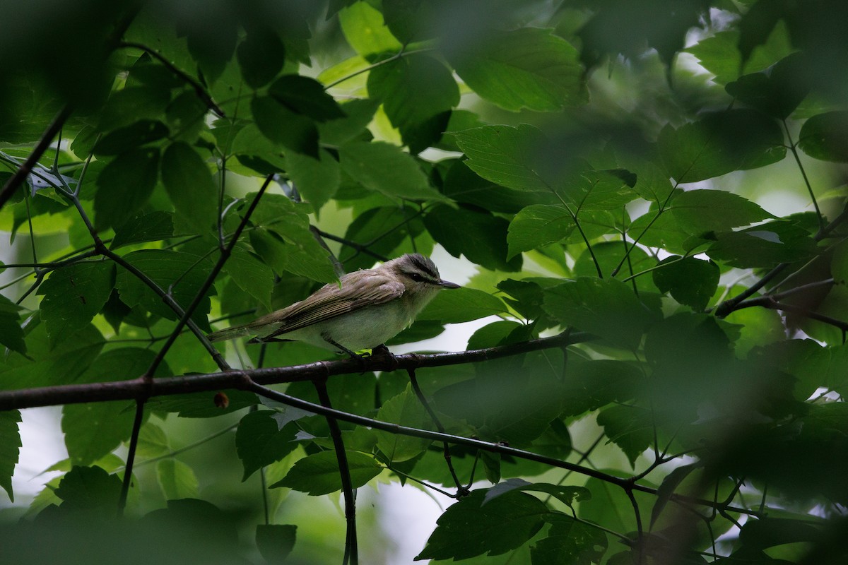 Red-eyed Vireo - ML643428635