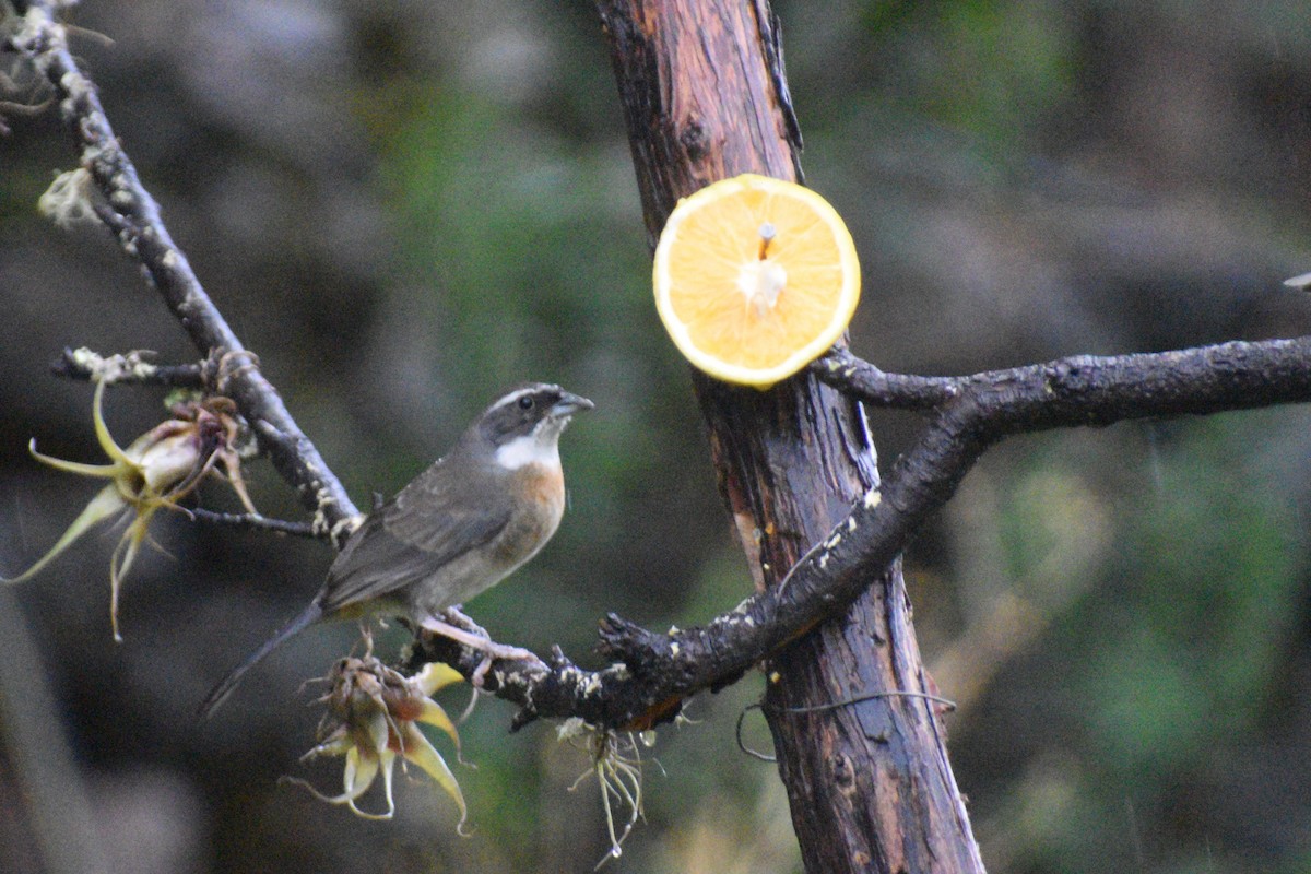 Chestnut-breasted Mountain Finch - ML643428644