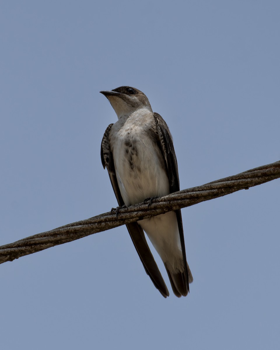 Brown-chested Martin - ML643428646