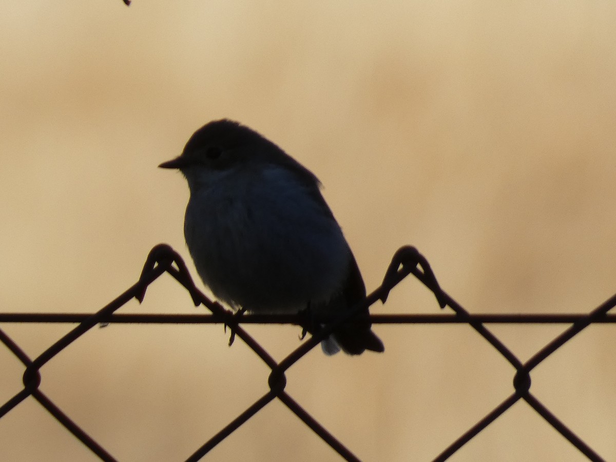 European Pied Flycatcher - ML643428650