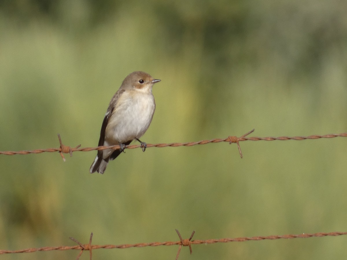 European Pied Flycatcher - ML643428651