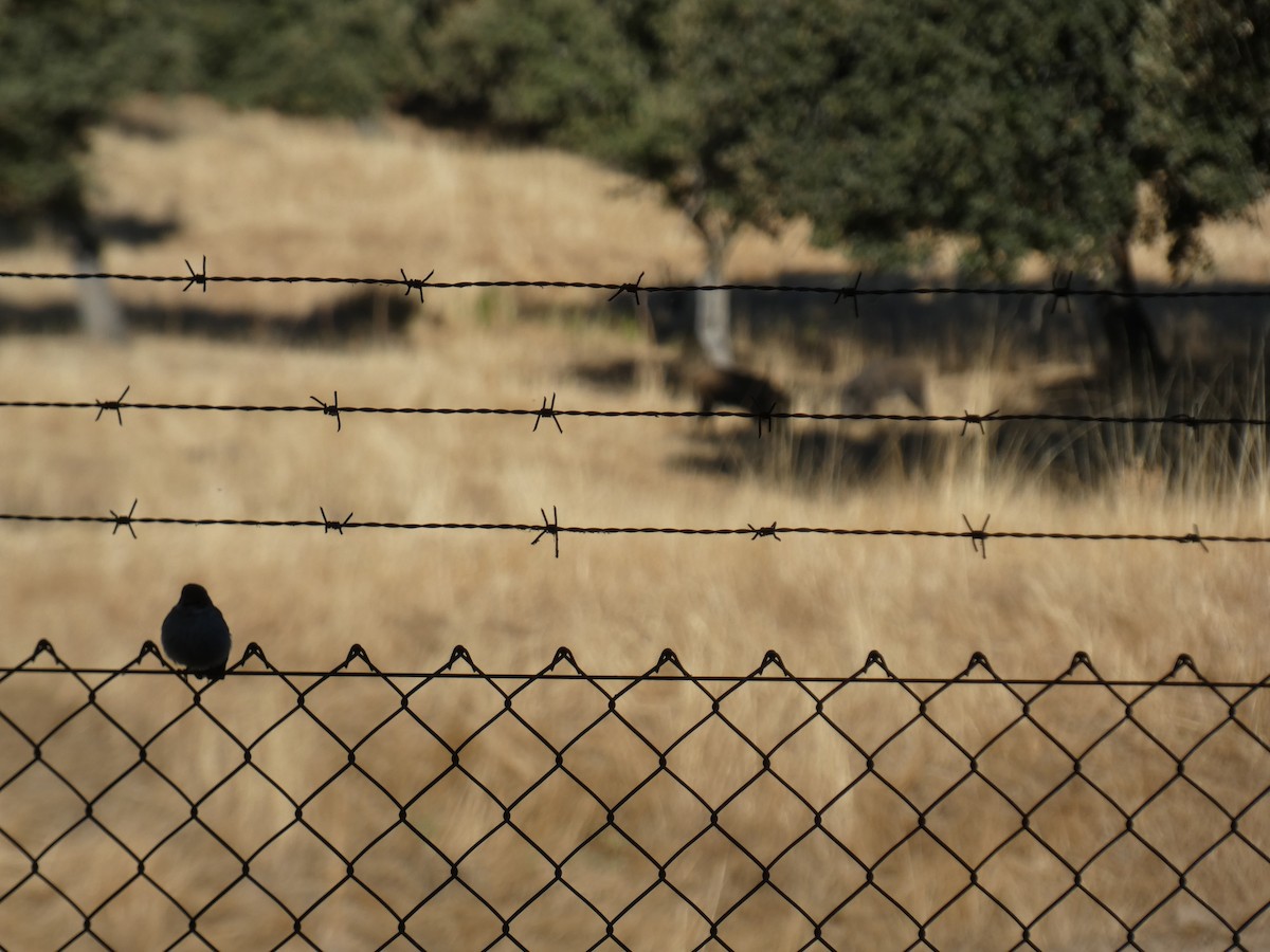 European Pied Flycatcher - ML643428652