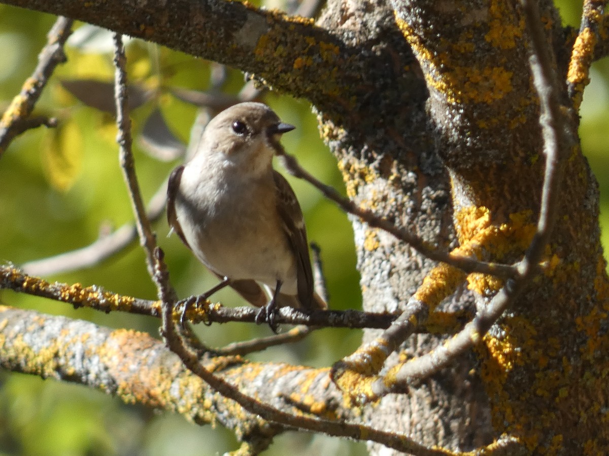 European Pied Flycatcher - ML643428653