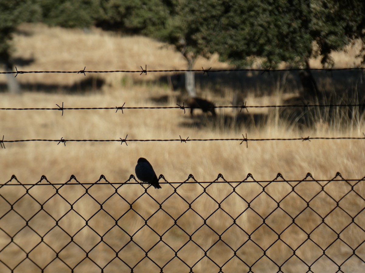 European Pied Flycatcher - ML643428654