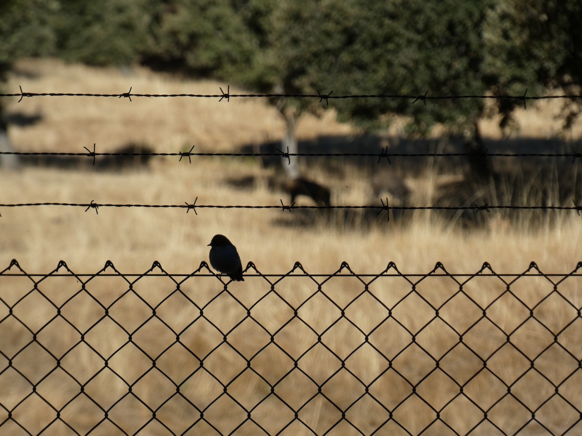 European Pied Flycatcher - ML643428655