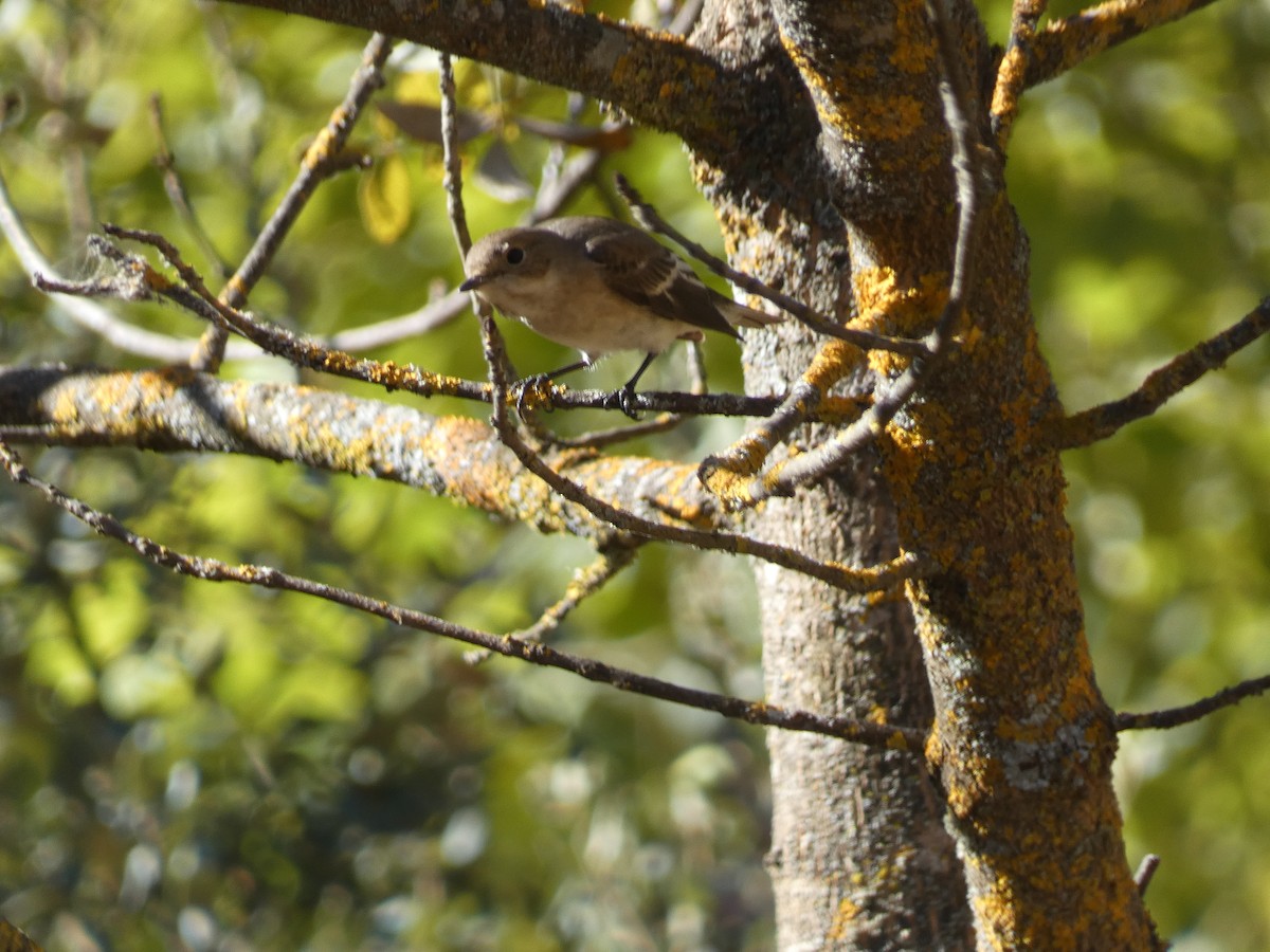 European Pied Flycatcher - ML643428656