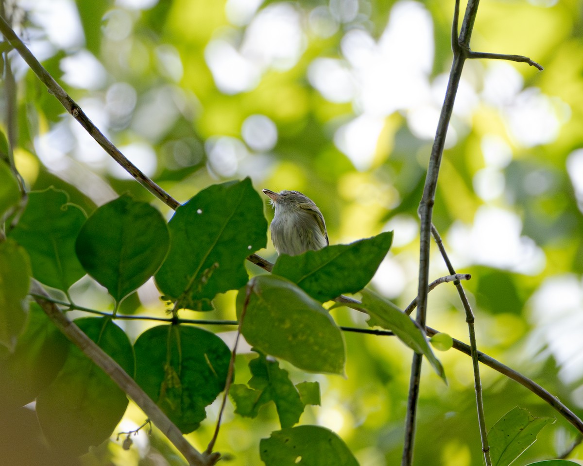 Pale-eyed Pygmy-Tyrant - ML643428658