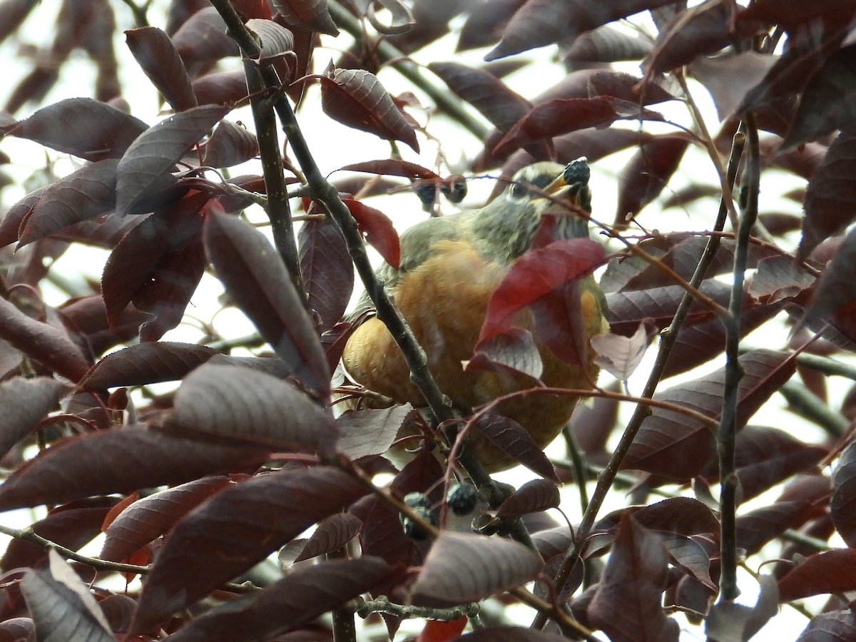 American Robin - ML643428666