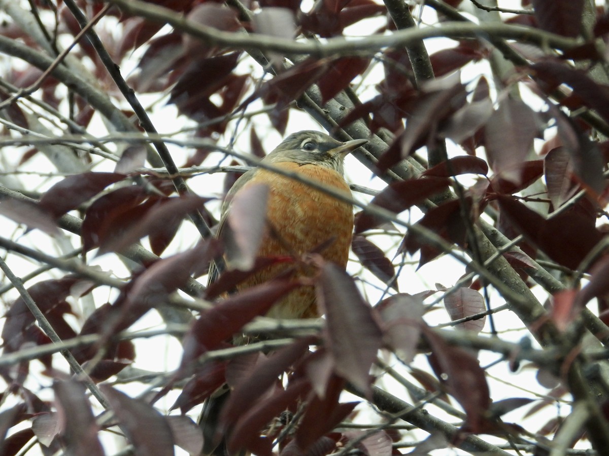 American Robin - ML643428667
