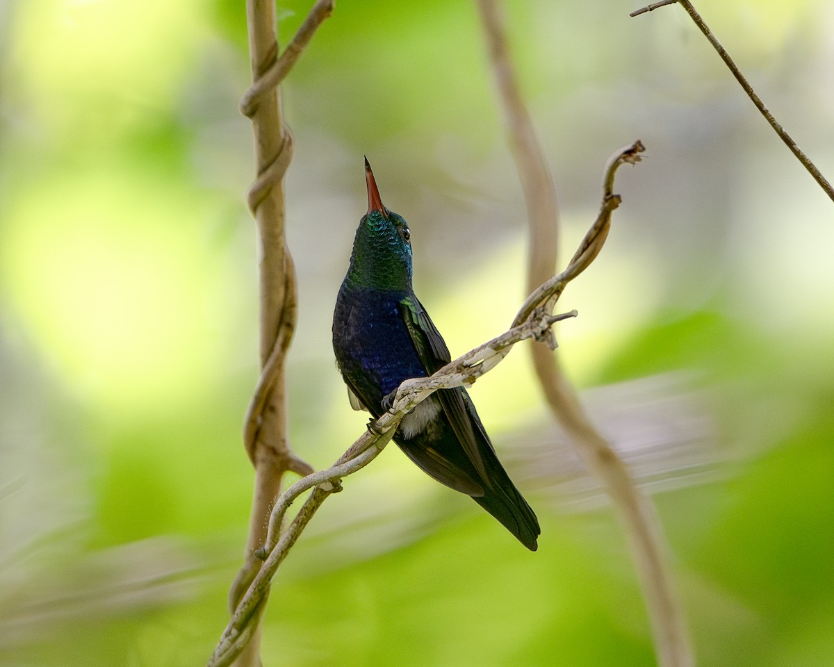 Violet-bellied Hummingbird - ML643428673