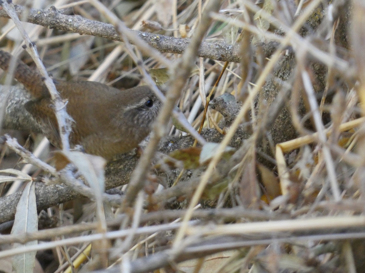 Eurasian Wren - ML643428680