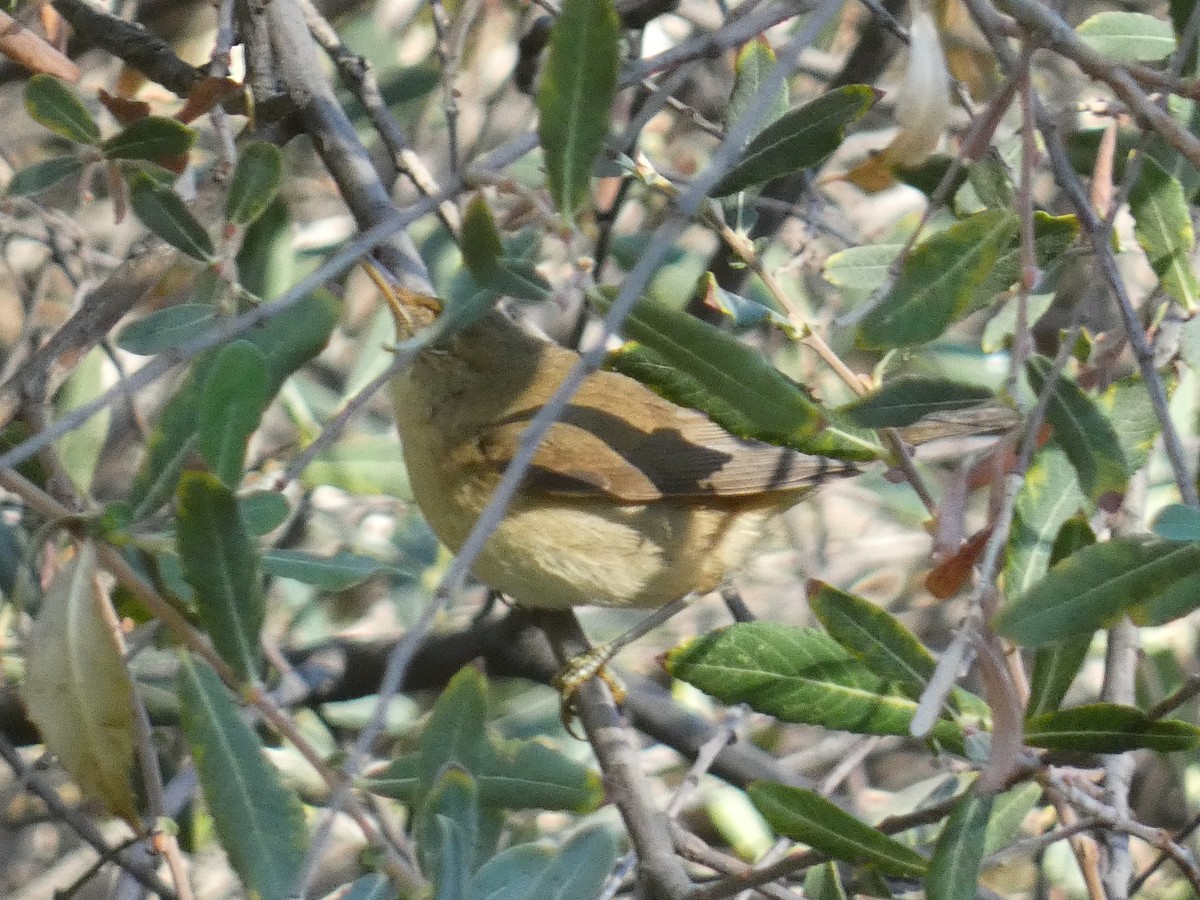 עלווית חורף - ML643428682