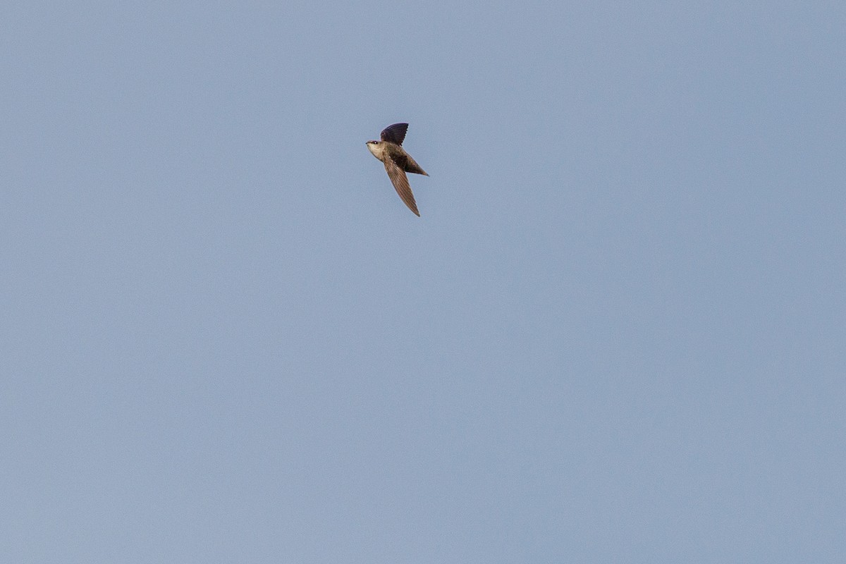Chimney Swift - ML643428699