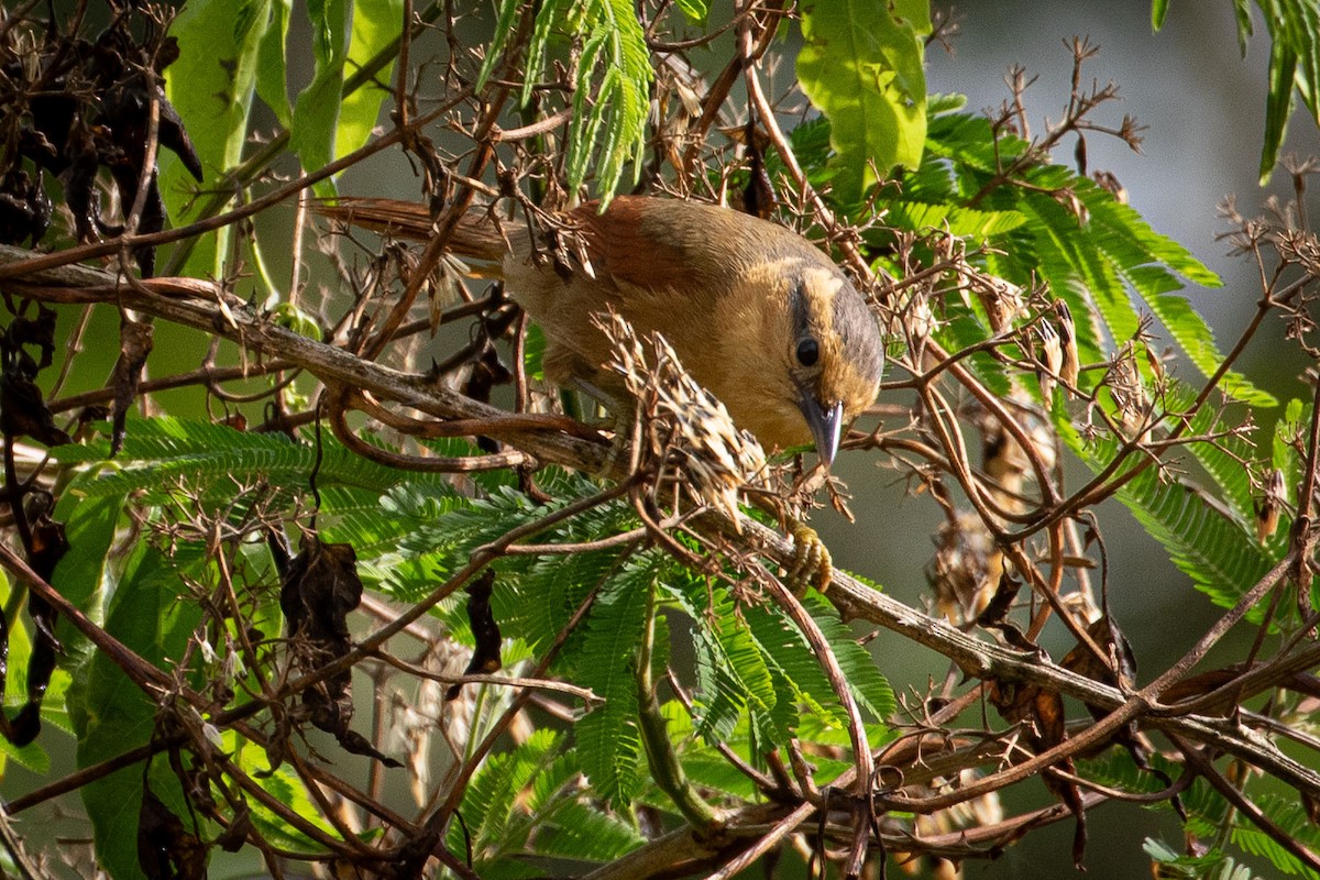 Buff-fronted Foliage-gleaner - ML643428726
