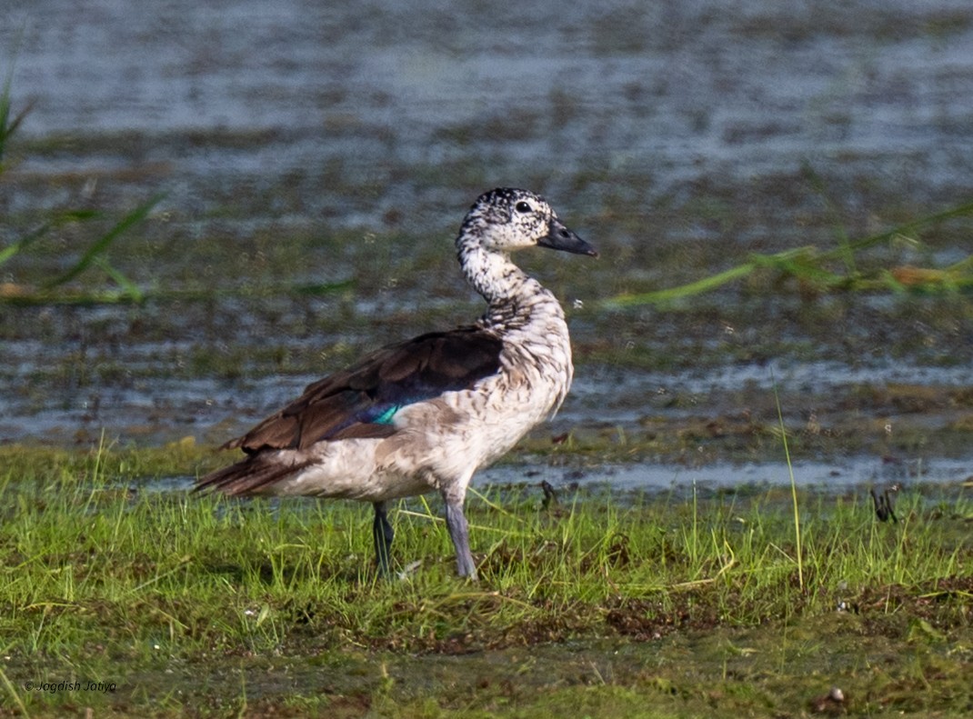 Knob-billed Duck - ML643428734