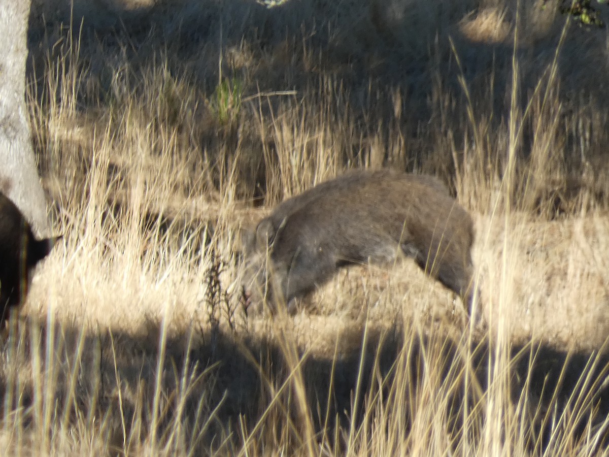 European Fallow Deer - ML643428744