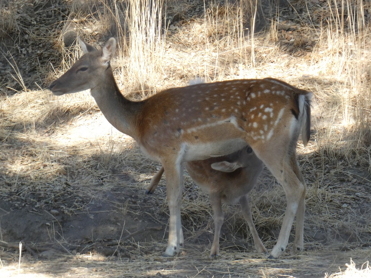 European Fallow Deer - ML643428745