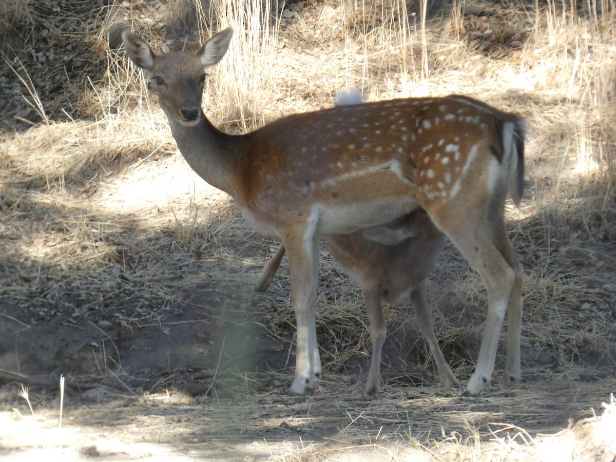 European Fallow Deer - ML643428746