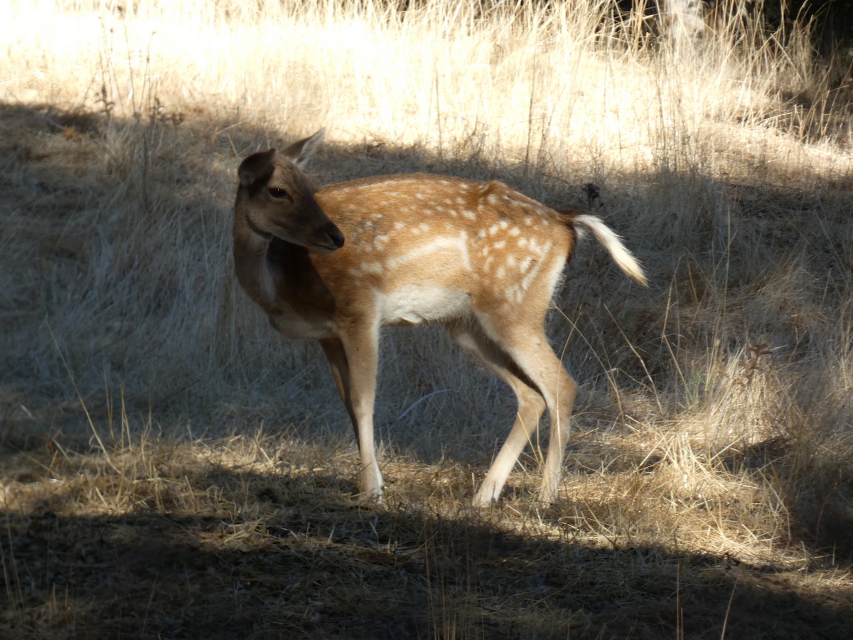 European Fallow Deer - ML643428747