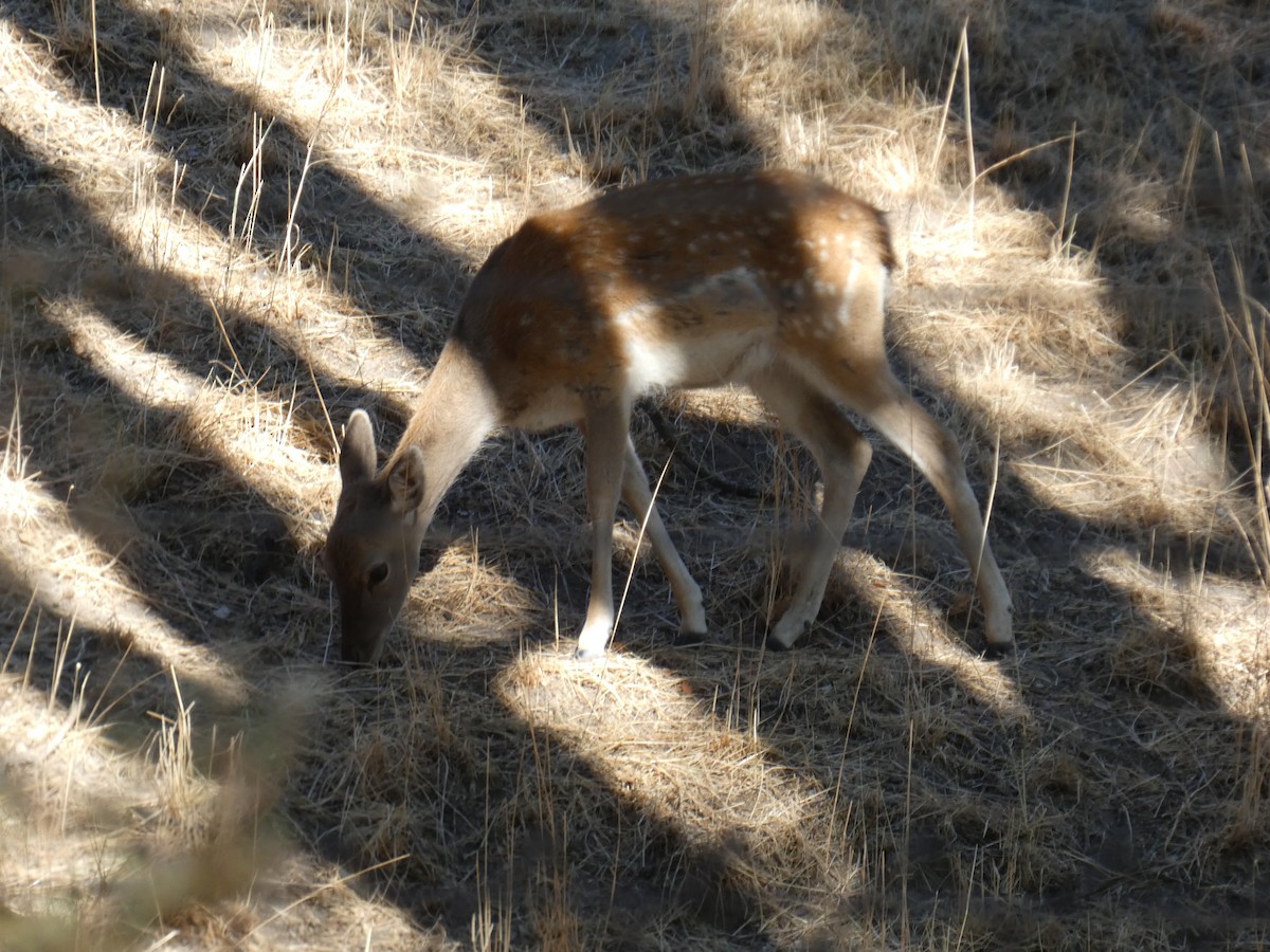 European Fallow Deer - ML643428748