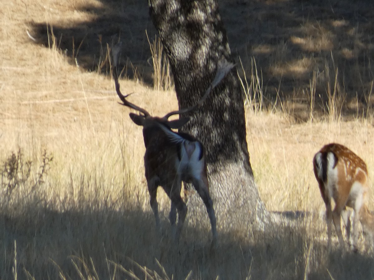 European Fallow Deer - ML643428749