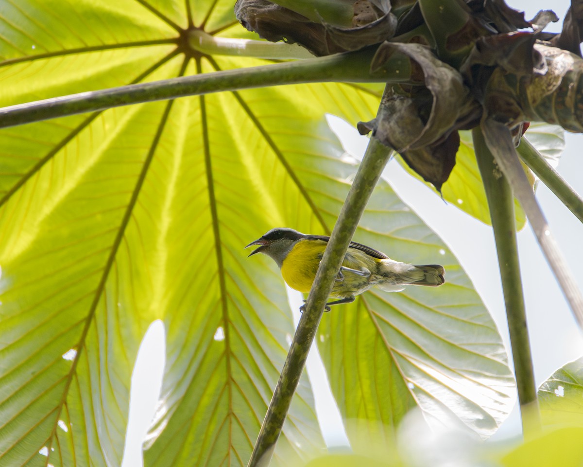 Bananaquit - ML643428757