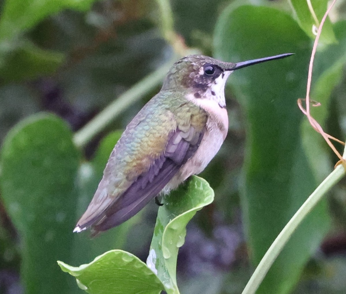 Ruby-throated Hummingbird - ML643428772